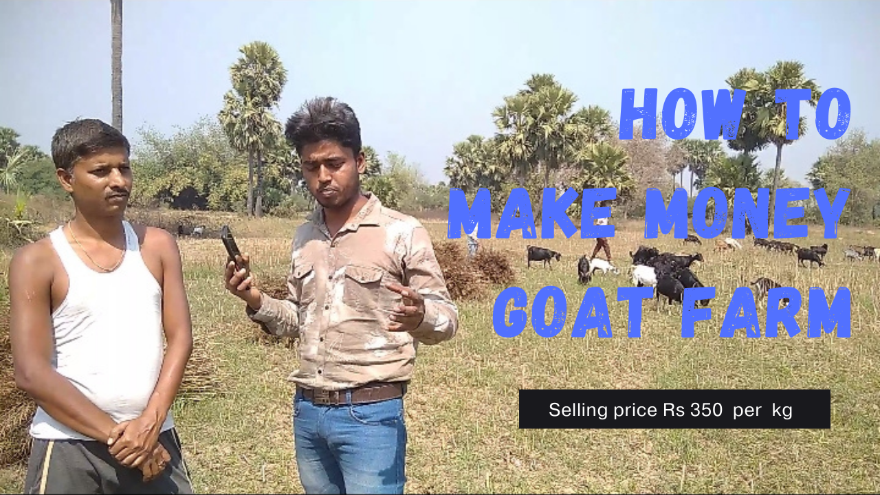 20 बकरी से कर रहे हैं लाखों की कमाई ? 